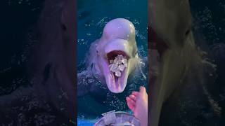 It’s time to eat Beluga whale eats fish Beluga whale eating ice Little fish in Hutan [upl. by Ocimad765]