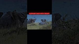 Elephant vs rhino animals trending wildlife shorts elephant rhino [upl. by Ob756]