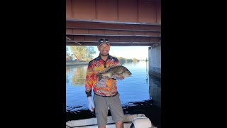 Monster Bream and Flattie Central on the Swan [upl. by Chloe]