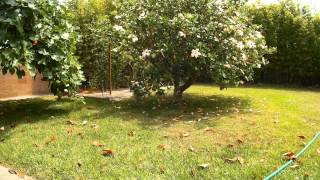 Havanese dog chasing a squirrel  1080p action cam test [upl. by Dira193]