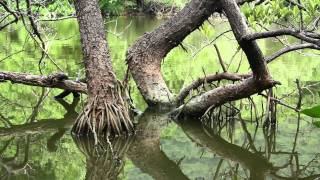 Parque Nacional Natural Tayrona [upl. by Collbaith]