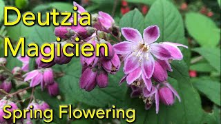 Deutzia Magicien Magician  A spring flowering shrub  Care and Pruning [upl. by Gardal921]