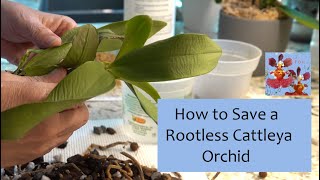 How to Save a Rootless Cattleya Orchid Hopefully  Sphag N Bag Rescue Method  Moss and Moisture [upl. by Zoltai945]