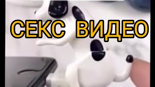 собака секции СЕКЦИИ ВИДЕО 🥰🥰🤪🤪📥💦 [upl. by Namlaz]