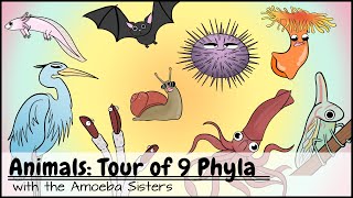 Animals Tour of 9 Phyla [upl. by Kina]