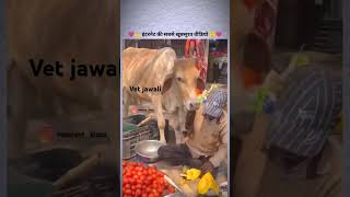 Ye video bina kuch bole bahut kuch baya kar rhi hai cow love saveanimals shorts struggle funny [upl. by Fern]