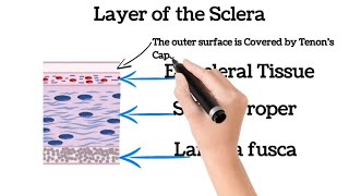 Sclera anatomy  sclera of eye  anatomy and Physiology of Sclera  Anatomy of Sclera [upl. by Cerellia]