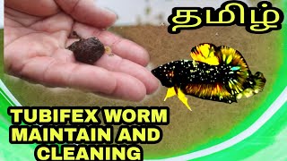 TUBIFEX WORM maintenance and cleaning in Tamil சுத்தம் செய்யும் முறை FANCY FISH ampPETS [upl. by Dorelia]