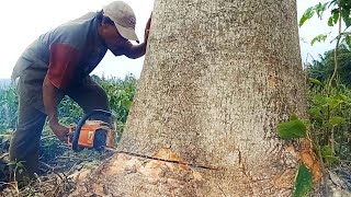 large tree cutting techniques [upl. by Armilla336]