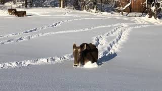 Unsere Kühe kneippen im Schnee [upl. by Cyndie]