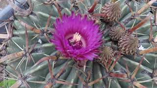 FEROCACTUS LATISPINUS [upl. by Haym146]