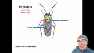 Introduction to the Order Hemiptera [upl. by Nahtaoj]