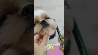 Metamorfoza Shihtzu Stefana [upl. by Jezebel898]