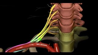 Obere Extremität  Plexus brachialis  Überblick 14 [upl. by Ordnasela804]