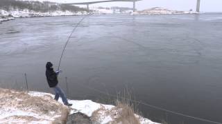 NORWAY fishing Saltstraumen [upl. by Faletti]