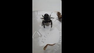 Regal Jumping Spider Grooming Herself after Eating [upl. by Eidoow43]