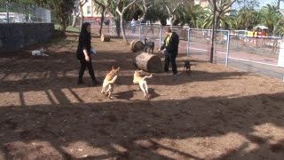 La Orotava abre el primer parque para perros de la zona Norte [upl. by Hollah]