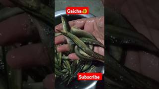 Gaicha fishfish music song bollywood shorts trendingshorts viralshorts [upl. by Anotal]