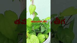 plants machiraju Kiran KumarYouTube shorts [upl. by Barra]