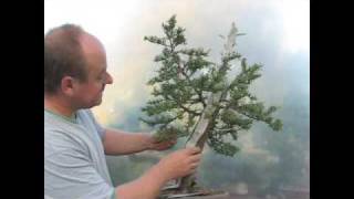 Italian Cypress Bonsai Styling Demonstration [upl. by Ivel]