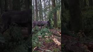 Caribou feasts on fallen branches in Washington [upl. by Ahseital]