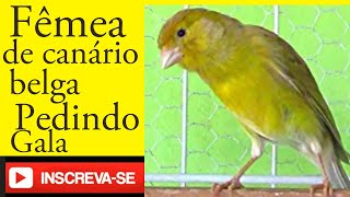 Fêmea de canário belga pedindo gala canariobelga canary birds [upl. by Asaeret]