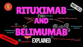 RITUXIMAB and BELIMUMAB Mechanism of action [upl. by Ahsinrev]