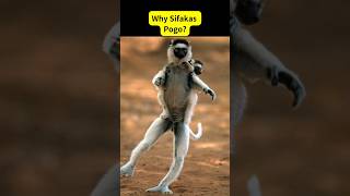 Fun Monkey FactSifaka Lemur Running Sideways shorts monkey [upl. by Notrom]