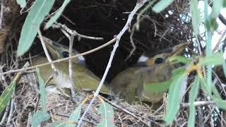 Bluefaced Honeyeater 79 [upl. by Frye]