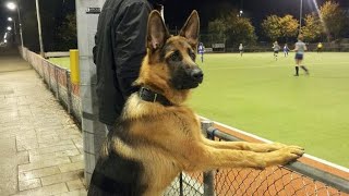 This German Shepherd Dog Is FUNNIER Than You Can Imagine 😂NEW Funny Dog Videos 2024 [upl. by Gusti]