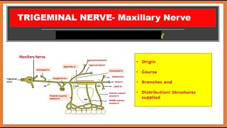 Maxillary nerve Branches course preview  Human Anatomy  Kenhub [upl. by Narol208]