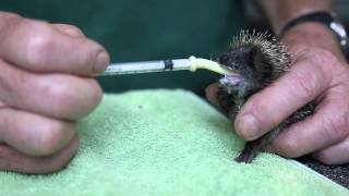 Cute little Harry the Hedgehog being fed again [upl. by Ecirahs]