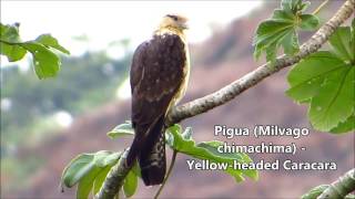 Pigua Milvago chimachima  Colombia [upl. by Docia913]