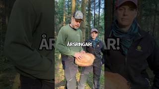 Årsringar skogsbruk träd skog livetpålandet [upl. by Eriha]