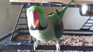 Alexandrine Parrot Tips  Rasta [upl. by Angelia]