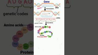 gene  transcription  translation  DNA  genetic codes genetics geneticcode dna aminoacids [upl. by Yojal]