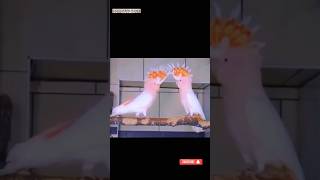 Say MashAllah MITCHELL COCKATOOS PARROT PAIR voice sound breeding viral parrotscareandinfo [upl. by Ecyaj]