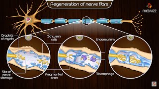 Neuroregeneration in the peripheral nervous system PNS  Physiology medical animations [upl. by Steen]