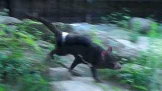 走り続けるタスマニアデビル サマーナイト多摩動物公園Tasmanian devil Run [upl. by Flinn]