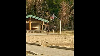 Moose at Chewelah Peak Learning Center on November 7 2020 [upl. by Watkin]