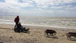 Des baptêmes en chiens de traîneau dans la Baie du MontSaintMichel [upl. by Allesig]