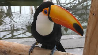 オニオオハシ レモンちゃん エサをもらうために動き回ります 【掛川花鳥園】Toco toucan Lemonchan Kakegawa Garden [upl. by Ivens321]