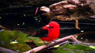 Male amp Female Scarlet Tanager [upl. by Pedrotti]