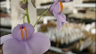 Giant bladderwort Utricularia cornigera [upl. by Diet452]