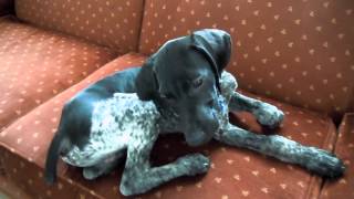 My German Shorthair Pointer Axel going Crazy 2MOV [upl. by Duma]