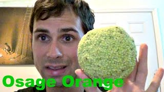 How to eat an Osage Orange  Weird Fruit Explorer Ep 119 [upl. by Maxie]