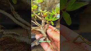 How to make bonsai 2 bonsai gardening indoorplants shortsvideo hobby Samgreenworld [upl. by Arsuy794]