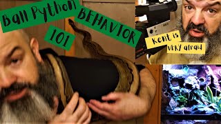 Ball Python Behavior How to read your snakes body language [upl. by Dail]