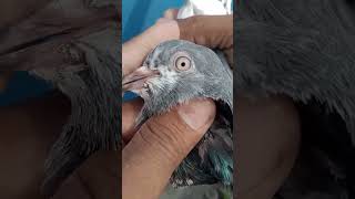 Hagi faling pigeon pigeon baherikabutarbaazi birds kbootar [upl. by Frodin]