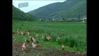 Allevamento biologico galline da uova [upl. by Anthony930]